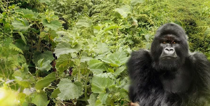 Le nouveau verre Gorilla Armor de Corning révolutionne les smartphones !