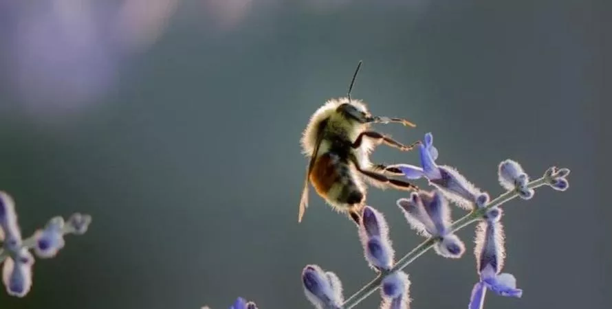 Les abeilles font capoter le projet de data center nucléaire de Meta