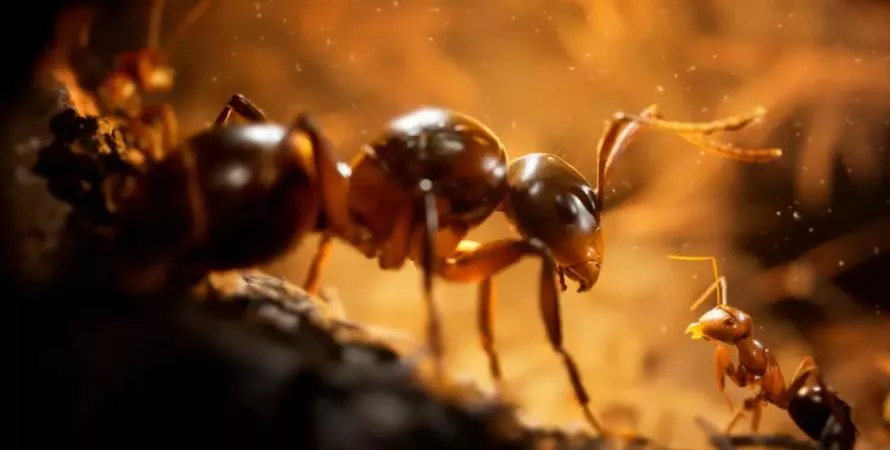 Microids dévoile la feuille de route 2025 de son jeu Les Fourmis