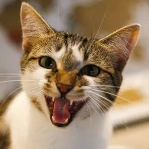 Et si votre chat pouvait enfin vous parler grâce à l’IA ?