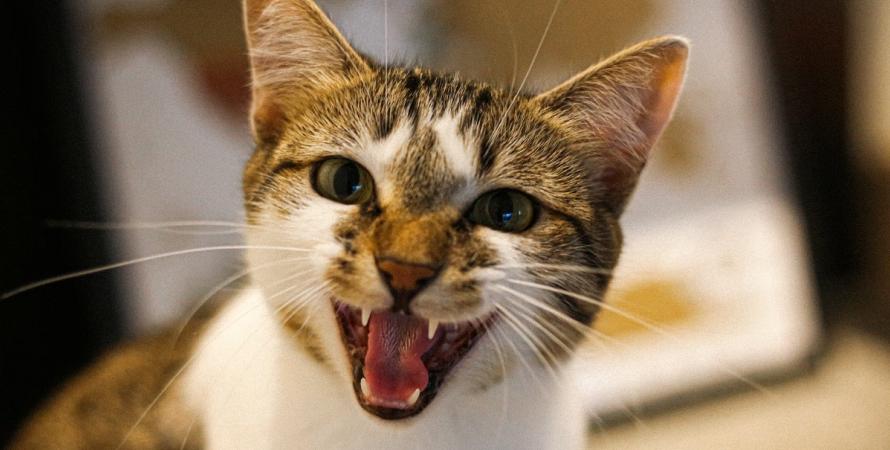 Et si votre chat pouvait enfin vous parler grâce à l’IA ? Et si votre chat pouvait enfin vous parler grâce à l’IA ?