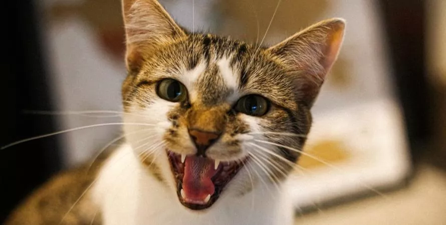 Et si votre chat pouvait enfin vous parler grâce à l’IA ?